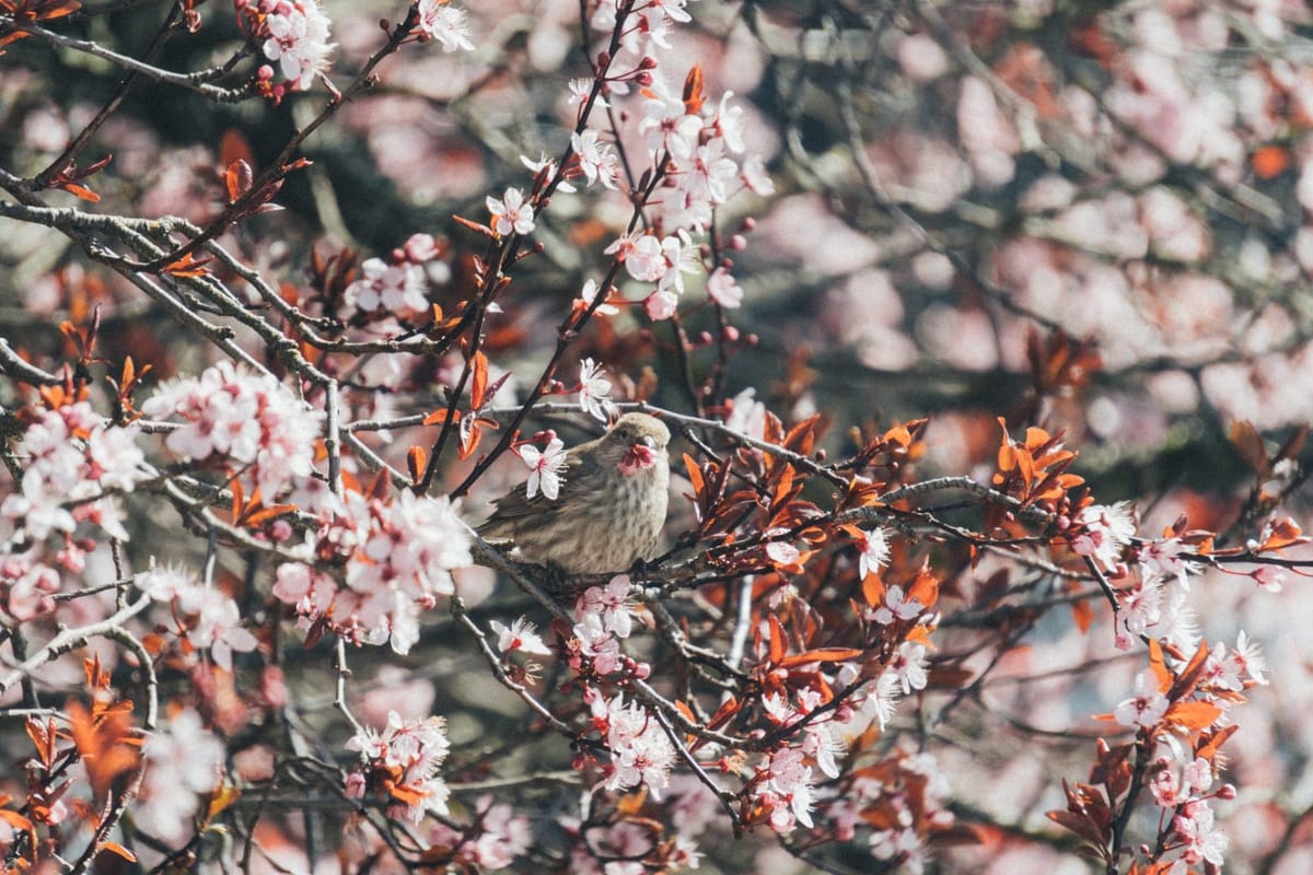 The Cycle of Spring – Rabindranath Tagore