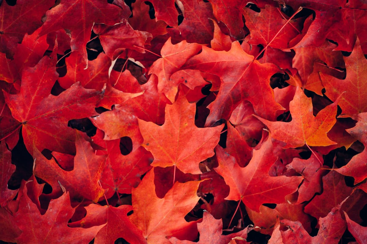 Musim Menjadi Semaunya