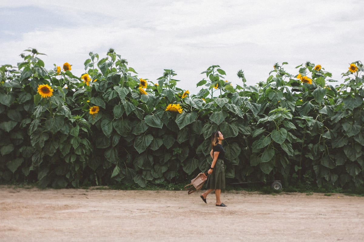 Festival Bunga Matahari 2019