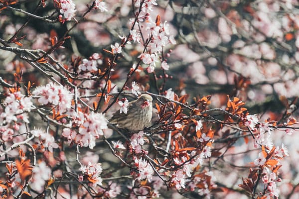 The Cycle of Spring – Rabindranath Tagore