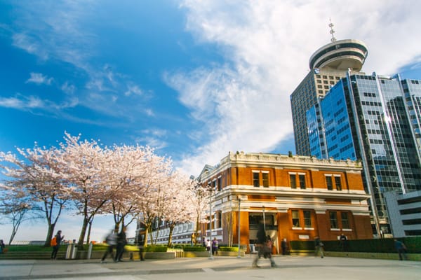 Ketika Sakura Berbunga